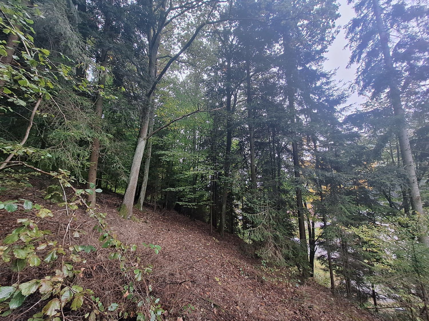 Malý les v Novém Městě nad Metují - obrázek č.4